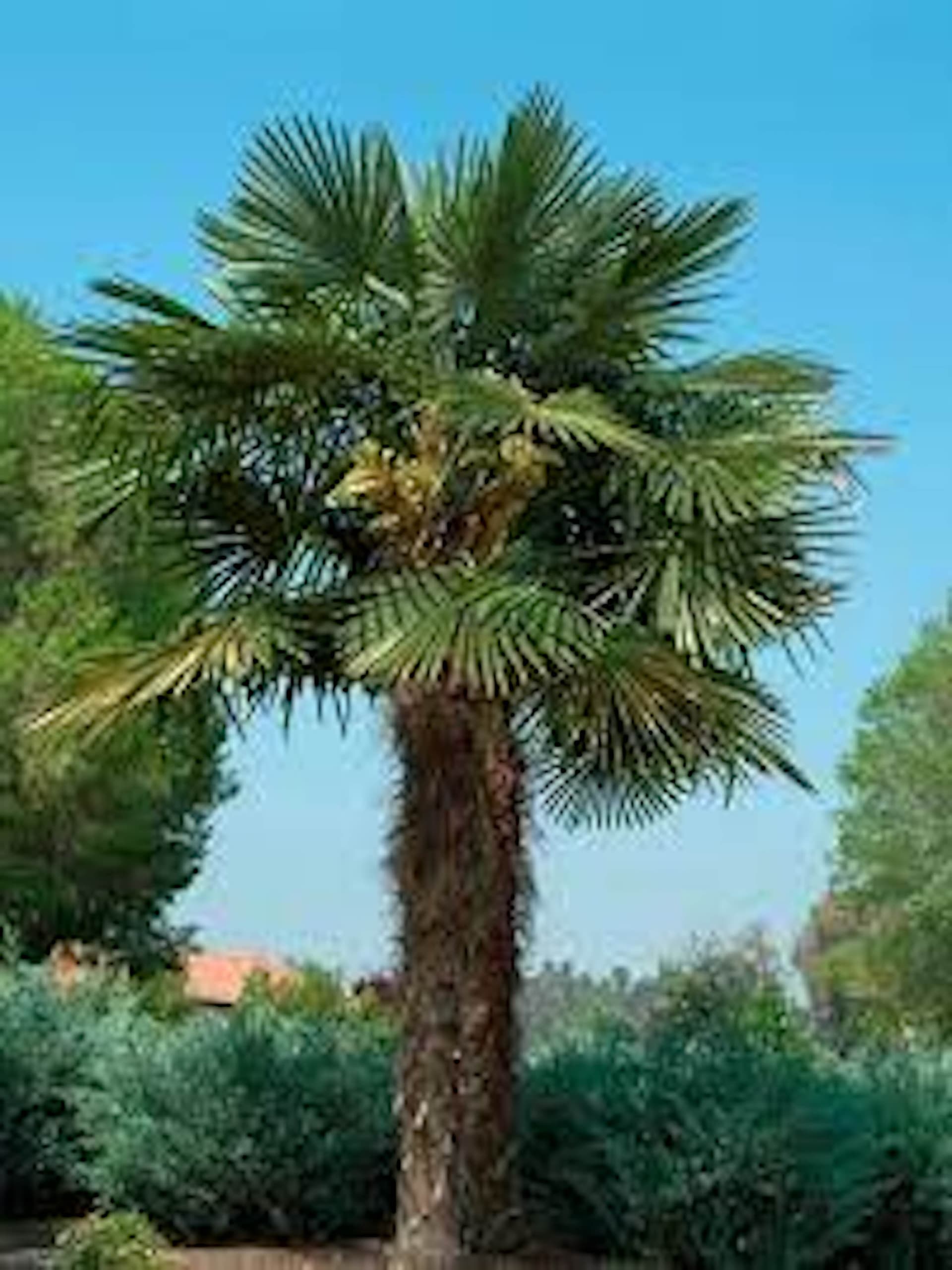 Palm tree trimming and skinning service