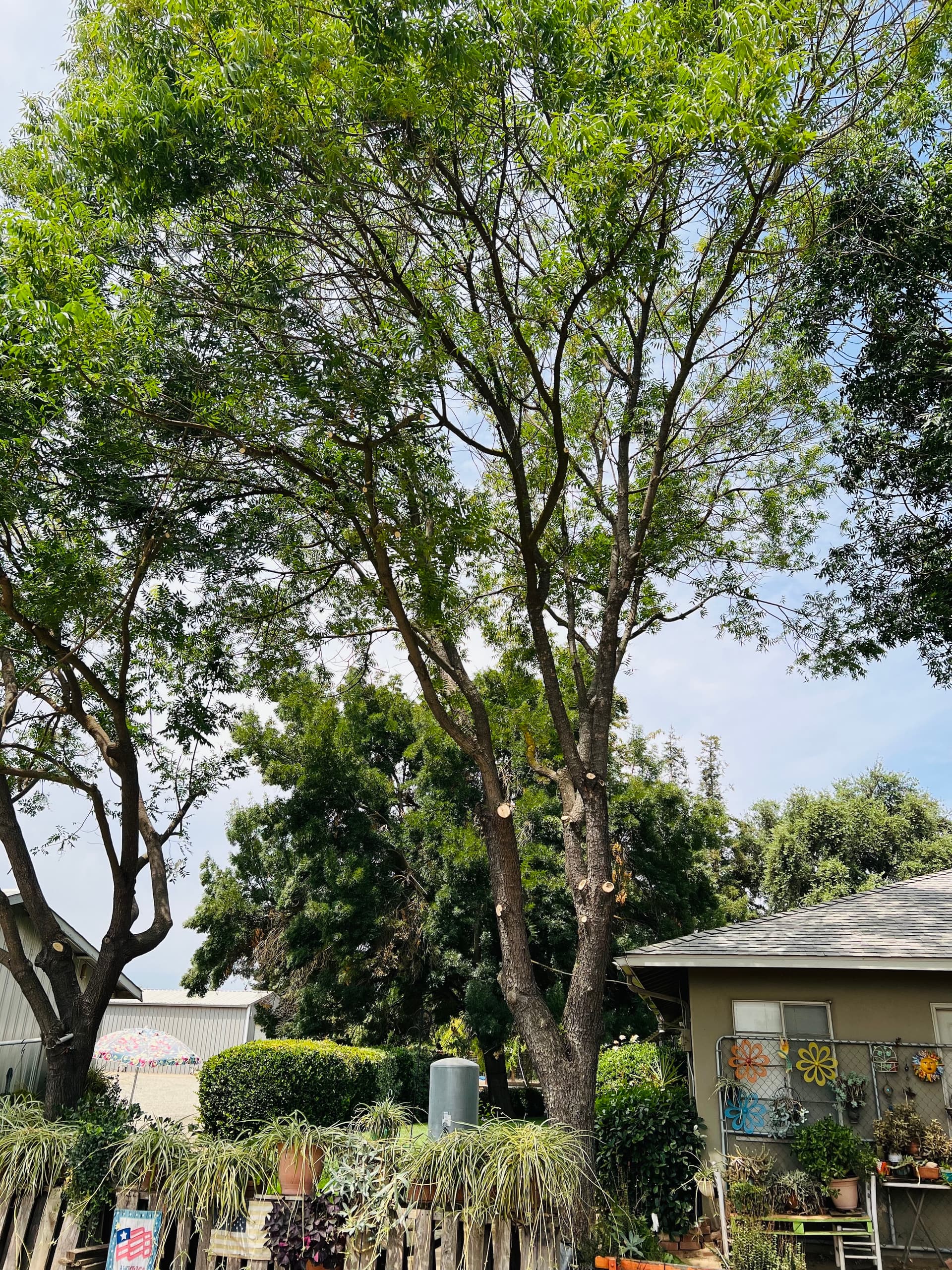 Affordable tree trimming in Modesto CA